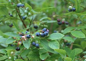 8大都市を制覇したホストの名古屋店